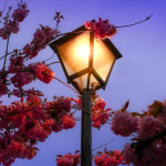 A deeply personal reflection on grief, healing, and the quiet moments that signal life’s resilience. From losing a husband to witnessing global change, this story explores what it means to move forward when the sky turns purple.