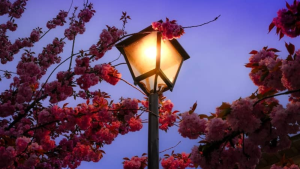 A deeply personal reflection on grief, healing, and the quiet moments that signal life’s resilience. From losing a husband to witnessing global change, this story explores what it means to move forward when the sky turns purple.