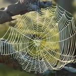 A delicate spider web stretched between the branches of a tree, glistening in the sunlight with a soft forest background in gentle focus.
