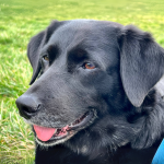 A neighbor’s story about a dog, a parrot, and a clever joke gave me a good laugh—and reminded me how lucky I am to have Sophie Gooddog by my side.
