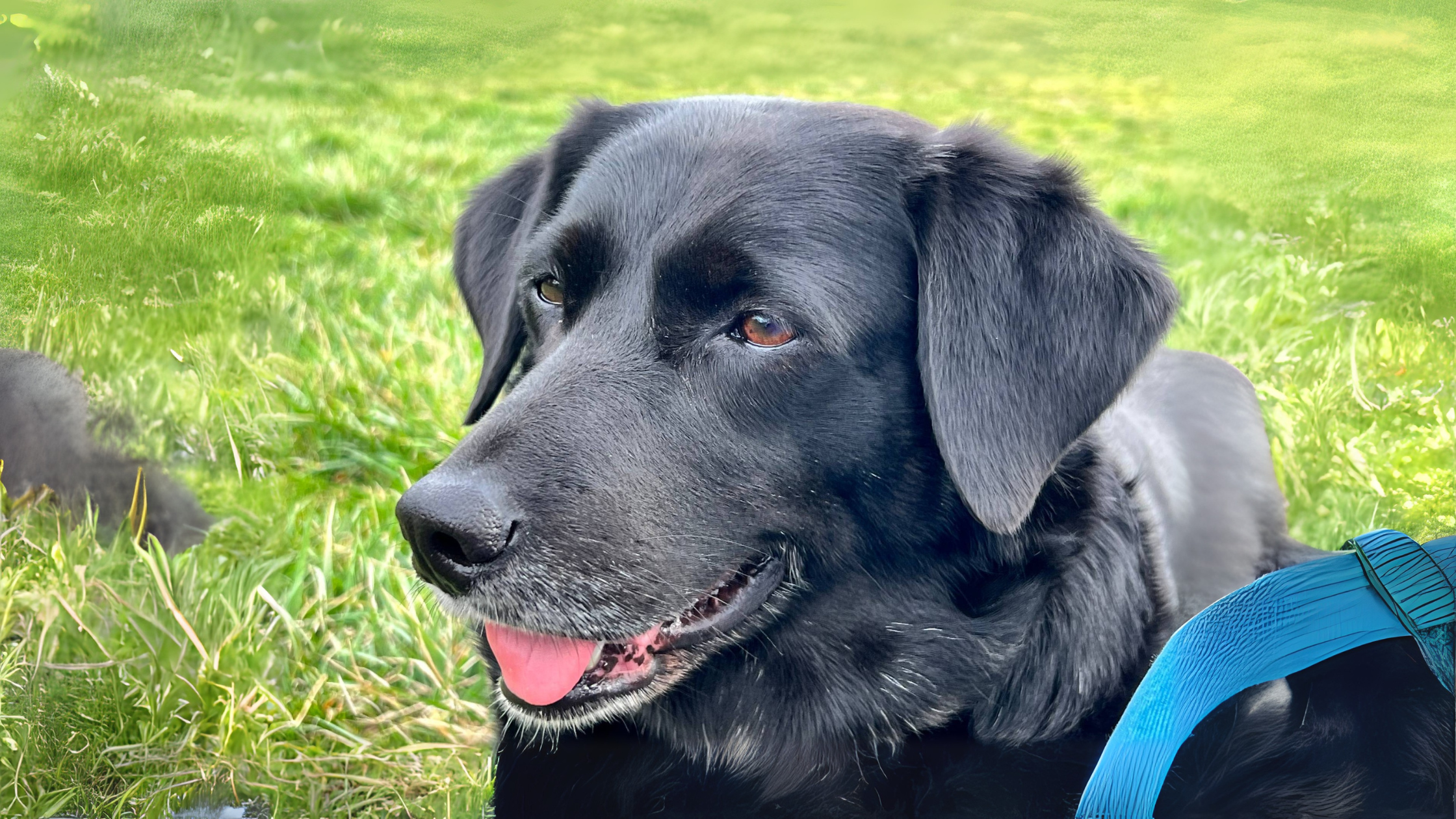 A neighbor’s story about a dog, a parrot, and a clever joke gave me a good laugh—and reminded me how lucky I am to have Sophie Gooddog by my side.