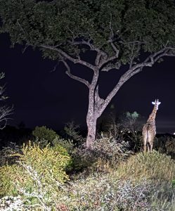 A giraffe standing near a tall tree under a dark night sky, illuminated by a spotlight.