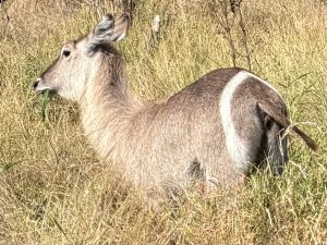 A waterbuck resting in tall yellow grass, chewing on a blade of green vegetation.