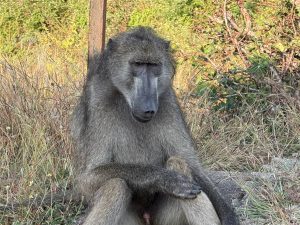A baboon sitting upright on the ground in a pensive posture against a backdrop of low bushes.