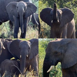 A four-quadrant photo collage showing different close-up views of African elephants in the wild.