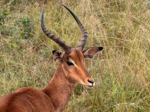 A close-up profile shot of an impala with long, curved horns standing in tall grass.
