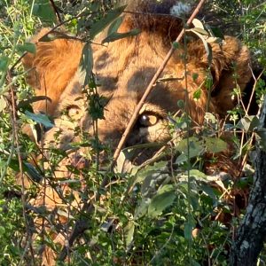 The face of a male lion peering through dense green leaves and branches.