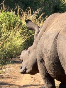 A close-up side view of a rhinoceros walking along a dirt path next to tall reeds.