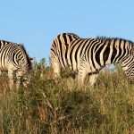 Two zebras grazing on a grassy hillside under a clear blue sky.