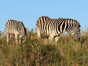 Two zebras grazing on a grassy hillside under a clear blue sky.